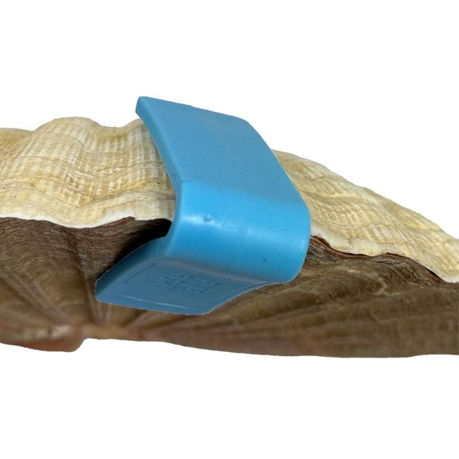 Image of Scallop shell clips 20pcs