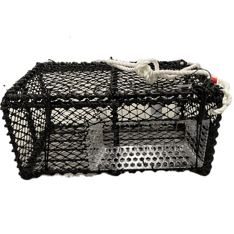 Kamskjellteine 10,5kg