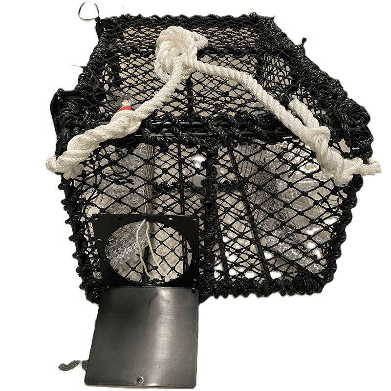 Kamskjellteine 10,5kg